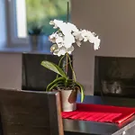 Apartment Zittera - Adults Only *