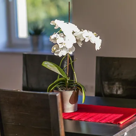 Апартаменты Apartment Zittera - Adults Only *
